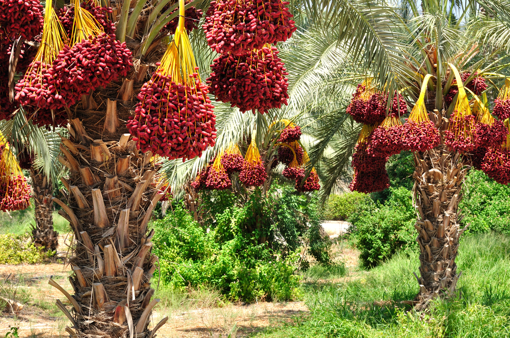 The Sweetness of a 2,000 year-old seed.