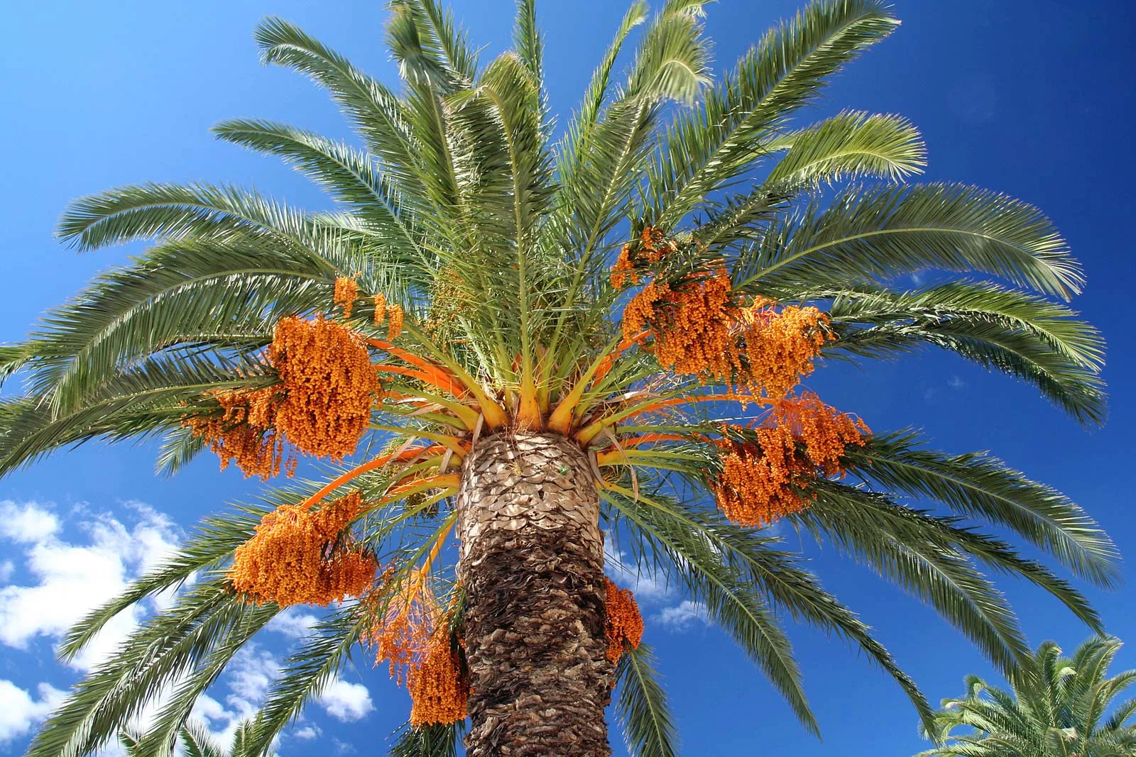 Before Apples and Honey: The ancient Date Palm and The Feast of Trumpets